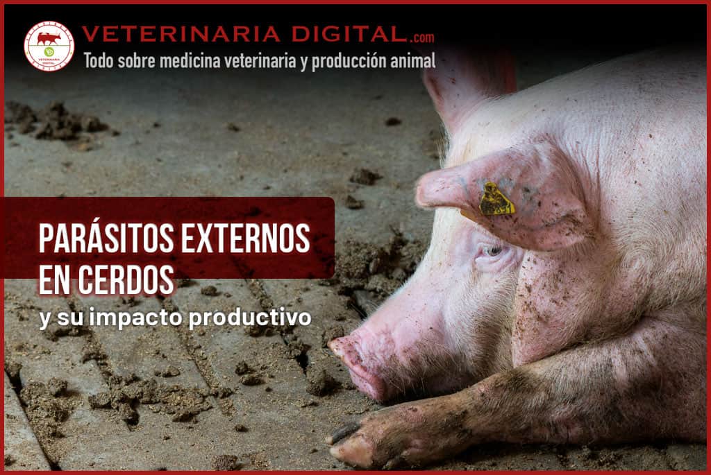 Parásitos externos en cerdos y su impacto productivo