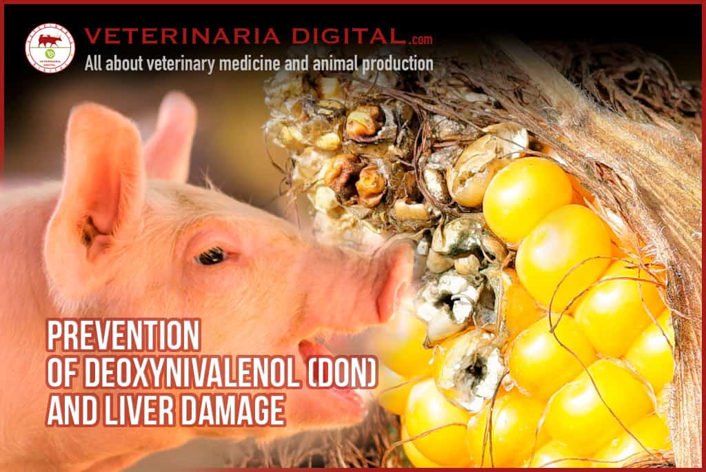 Prevention of Deoxynivalenol (DON) and liver damage