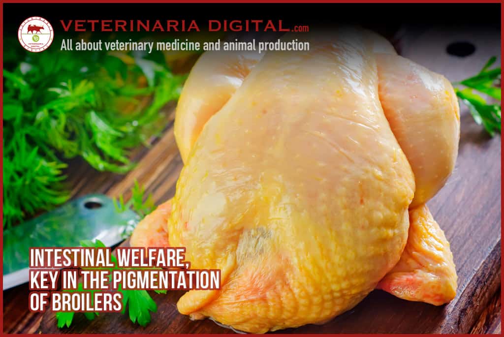 Intestinal welfare, key in the pigmentation of broilers
