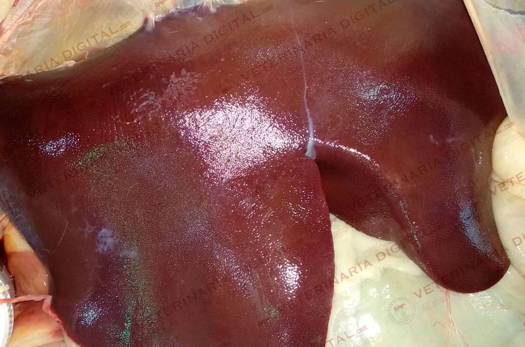 Hepatic aflatoxicosis in goats