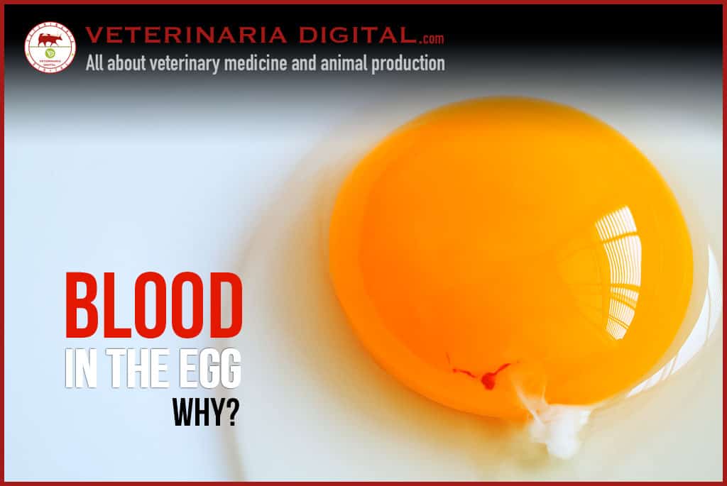 Blood in the chicken egg: Why does it appear?