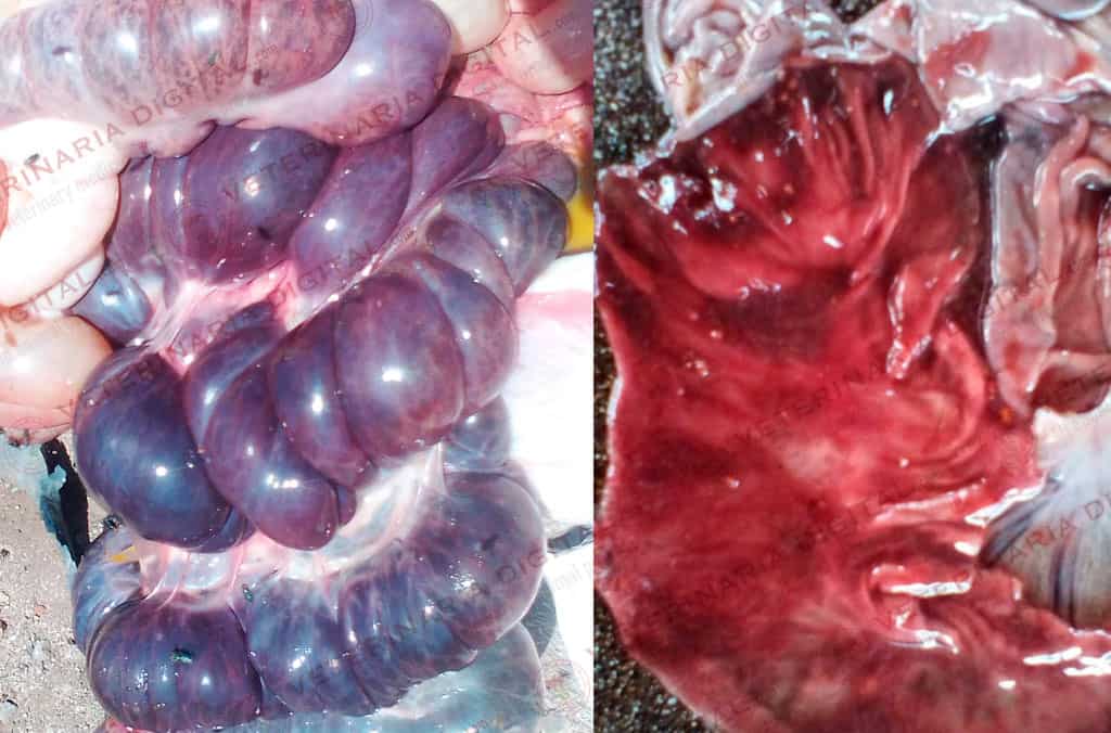 Intestinal lesions in pigs