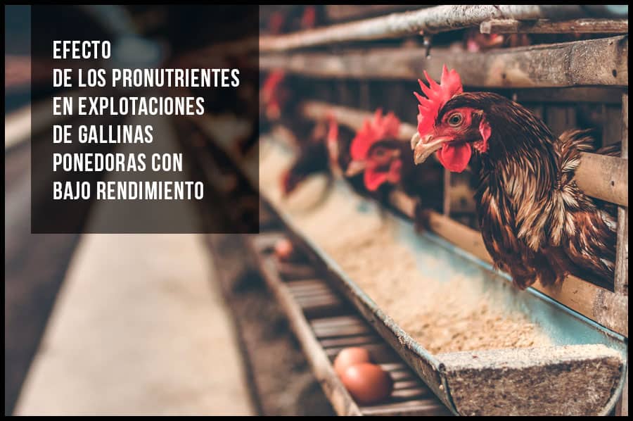 Efecto de los pronutrientes en explotaciones de gallinas ponedoras con bajo rendimiento
