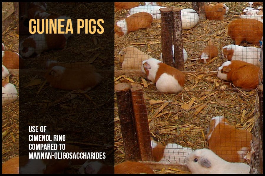 Guinea pigs: use of cimenol ring compared to mannan-oligosaccharides