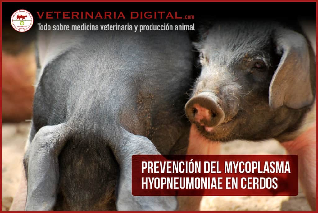 Prevención del Mycoplasma hyopneumoniae en cerdos
