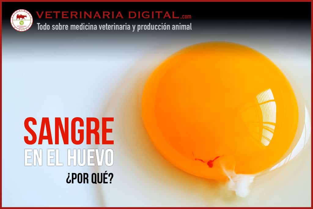 Sangre en el huevo de gallina: ¿Por qué ocurre esto?