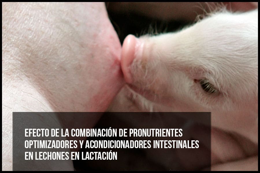 Efecto de la combinación de pronutrientes optimizadores y acondicionadores intestinales en lechones en lactación