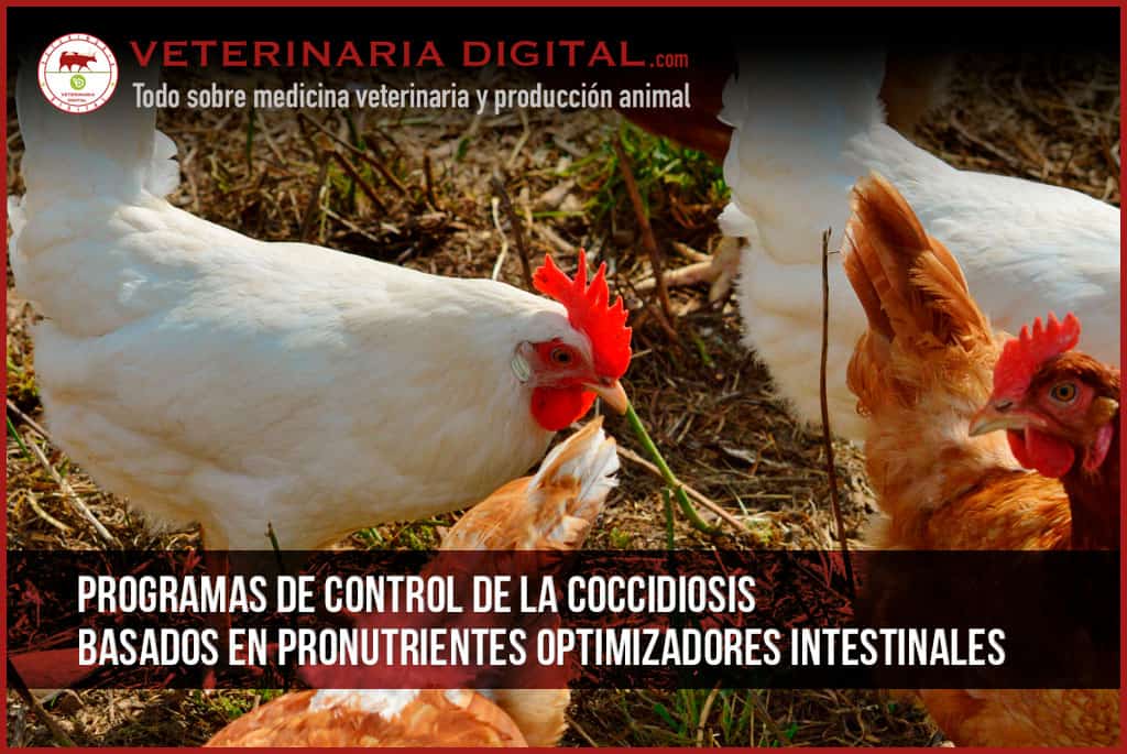 Programas de control de la coccidiosis basados en pronutrientes optimizadores intestinales