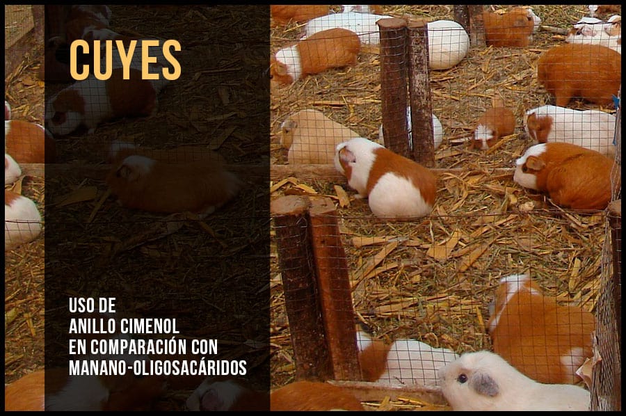 Cuyes: uso de anillo cimenol en comparación con manano-oligosacáridos