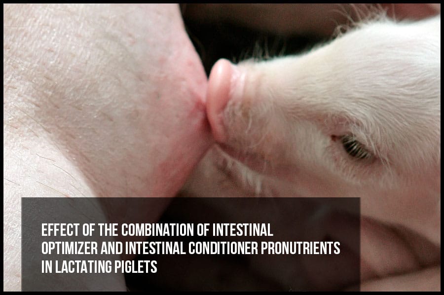 Effect of the combination of intestinal optimizer and intestinal conditioner pronutrients in lactating piglets