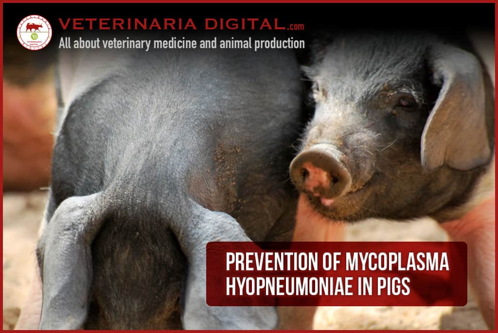 Prevention of Mycoplasma hyopneumoniae in pigs