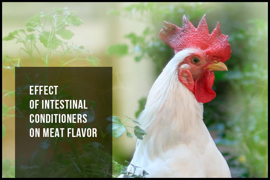 Effect of intestinal conditioners on meat flavor