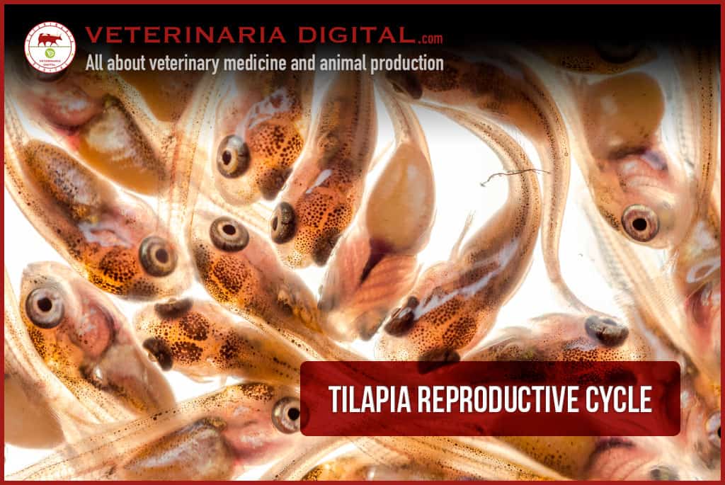 Tilapia reproductive cycle