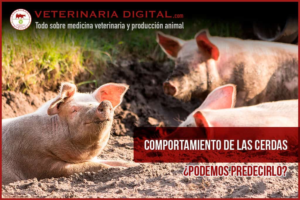 Comportamiento de las cerdas: ¿Podemos predecirlo?