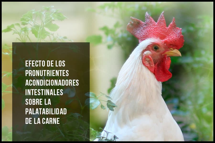 Efecto de los pronutrientes acondicionadores intestinales sobre la palatabilidad de la carne