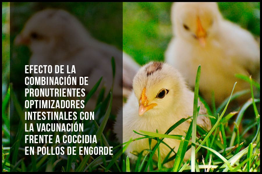 Efecto de la combinación de pronutrientes optimizadores intestinales con la vacunación frente a coccidia en pollos de engorde
