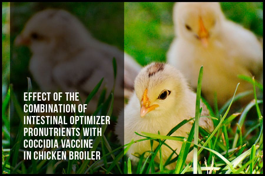 Effect of the combination of intestinal optimizer pronutrients with coccidia vaccine in broiler chicken