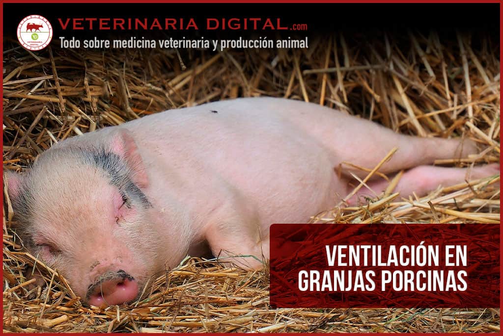 Ventilación en granjas porcinas