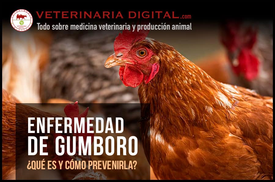 Enfermedad de Gumboro: ¿Qué es y cómo prevenirla?
