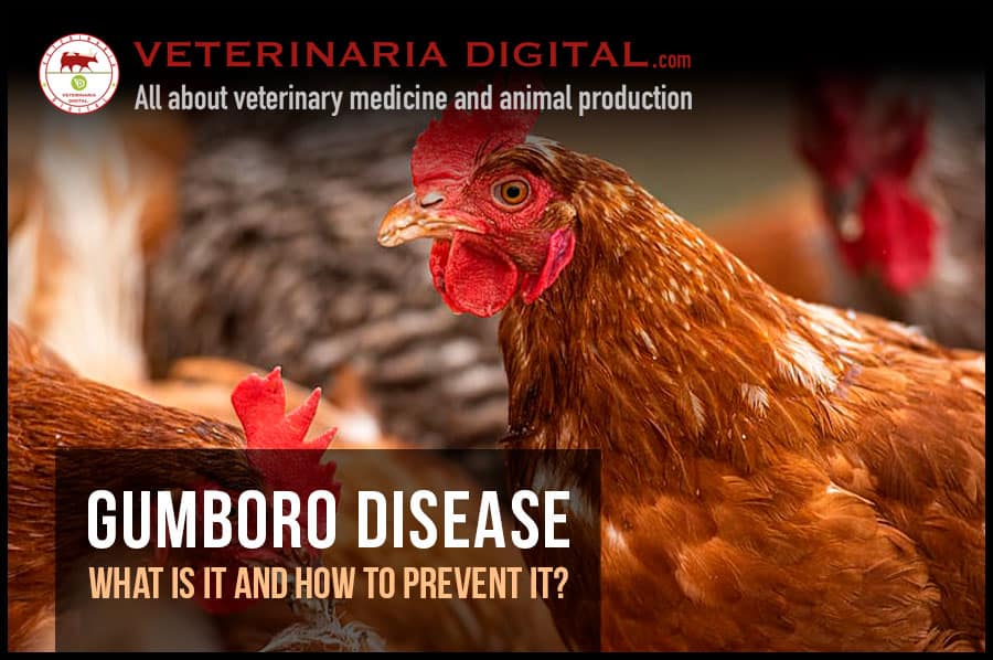 Gumboro disease: What is it and how to prevent it?