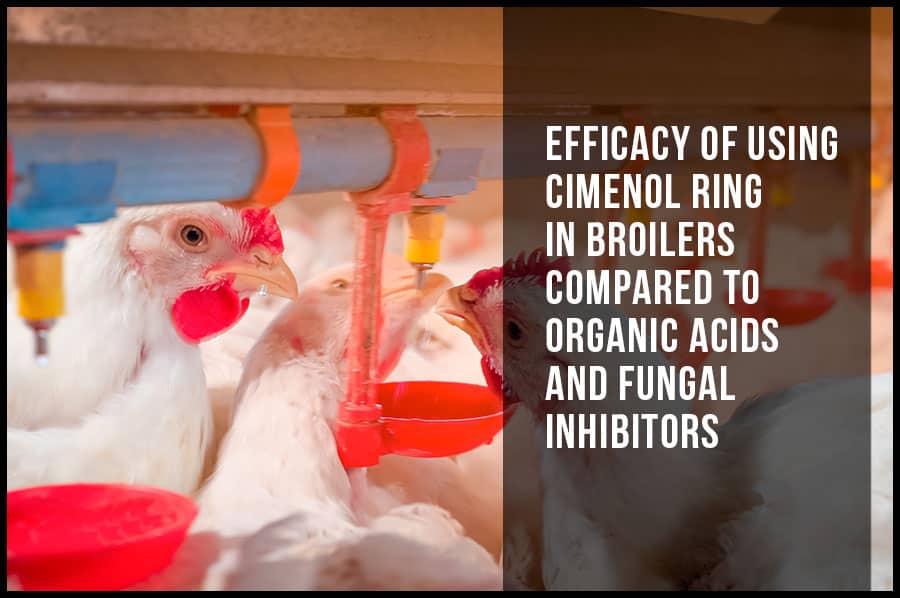 Efficacy of using cimenol ring in broilers compared to organic acids and fungal inhibitors