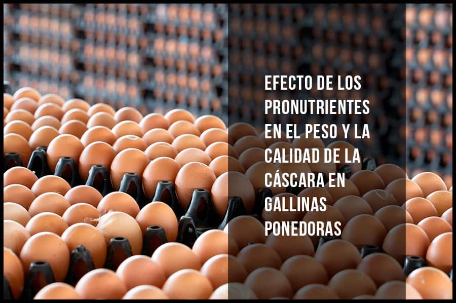 Efecto de los pronutrientes en el peso y la calidad de la cáscara en gallinas ponedoras