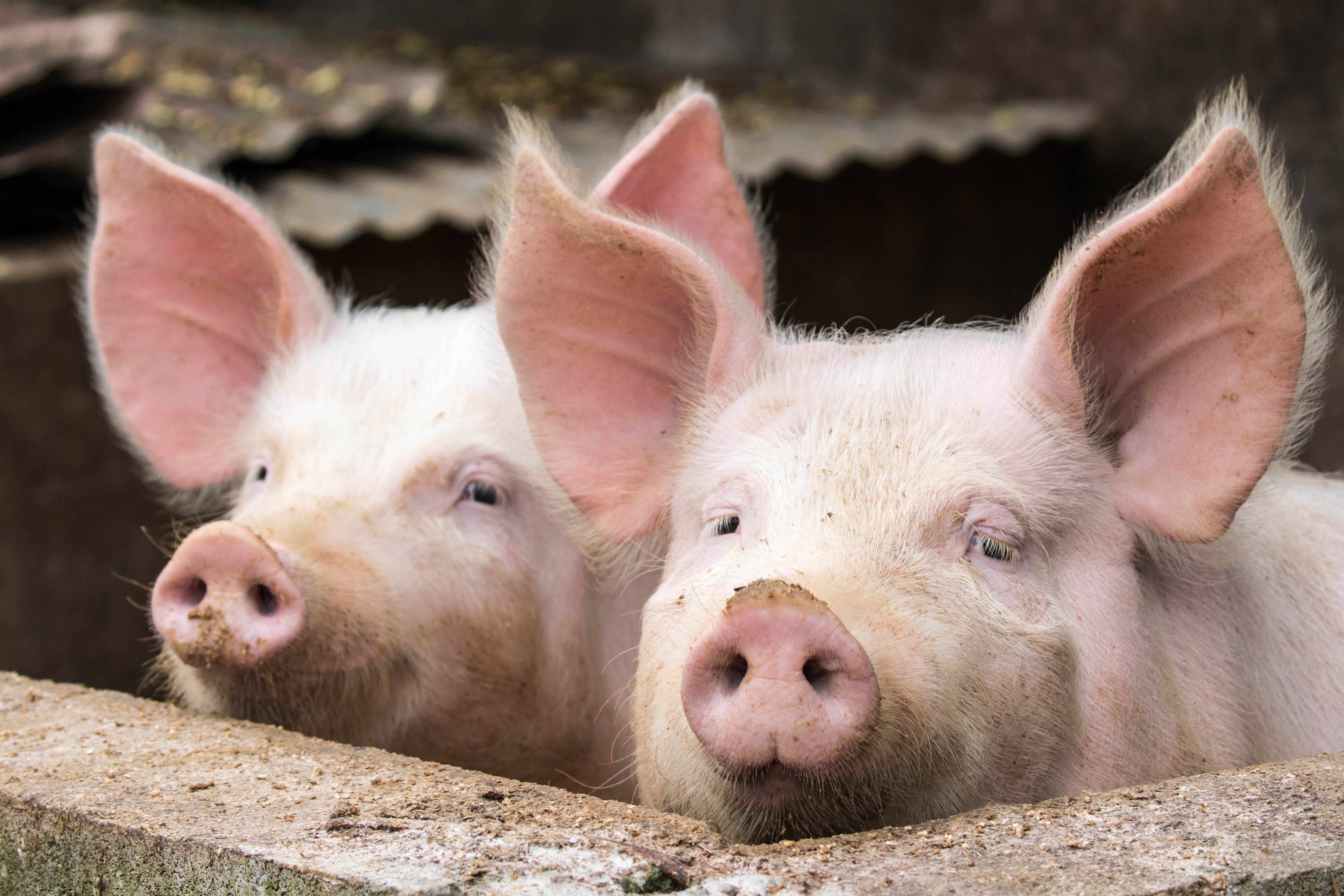 Principal diseases in Industrial Pig Production. Part 1