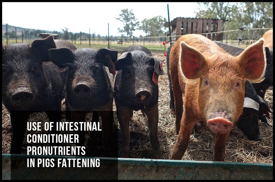 Use of intestinal conditioner pronutrients in pigs fattening