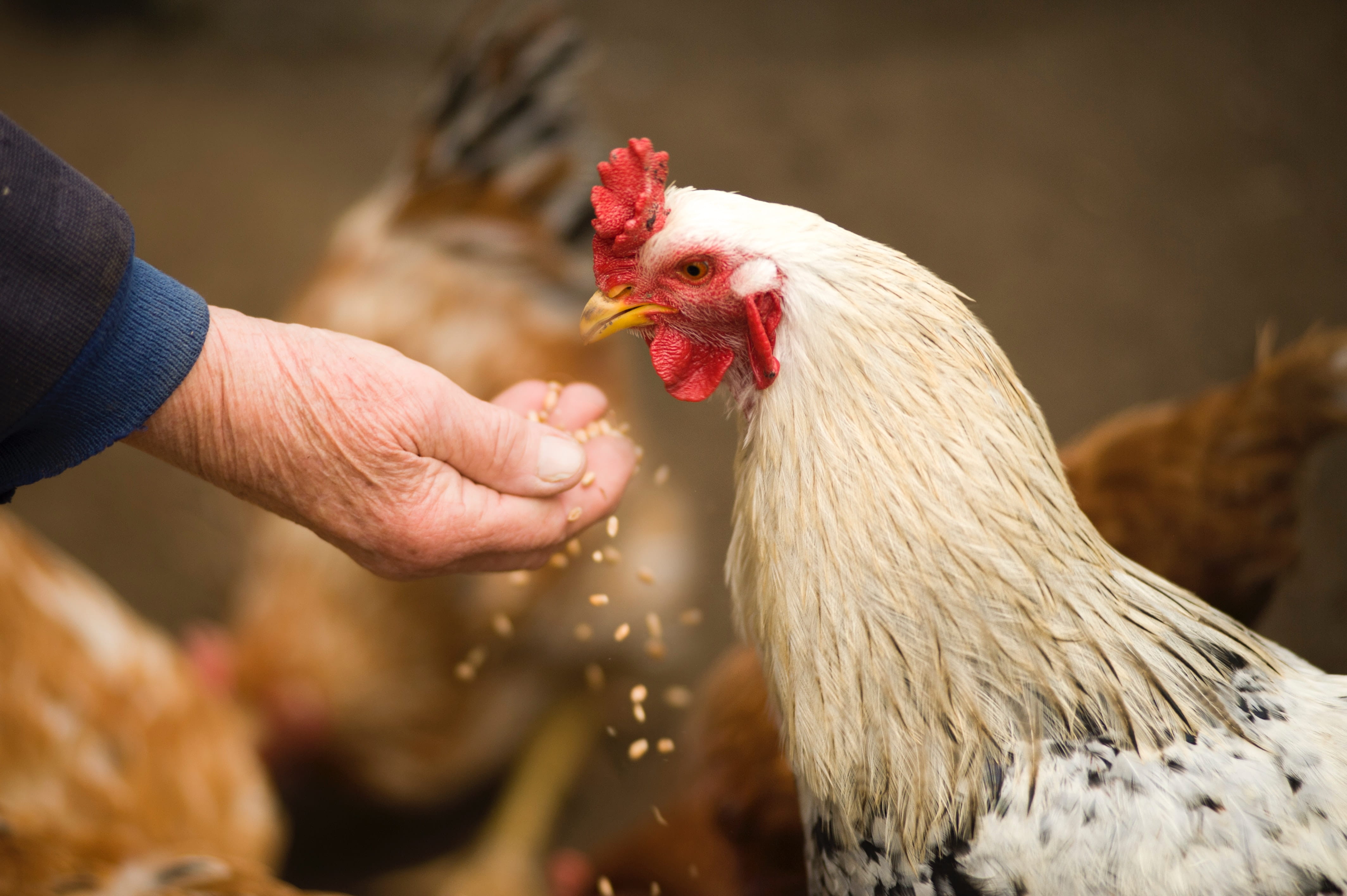 poultry sector generates feed demand