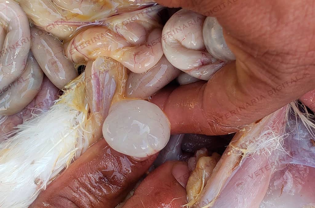 Infectious bronchitis in layers
