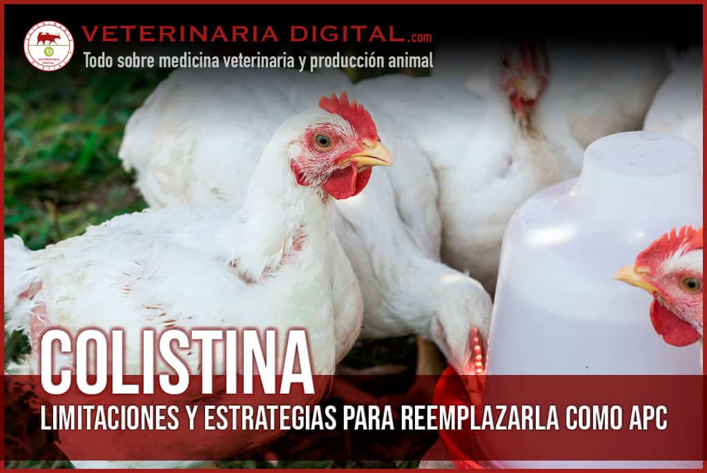 COLISTINA: Limitaciones y estrategias para reemplazarla como APC