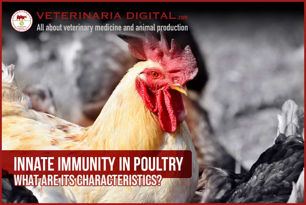 Innate immunity in poultry: what are its characteristics?
