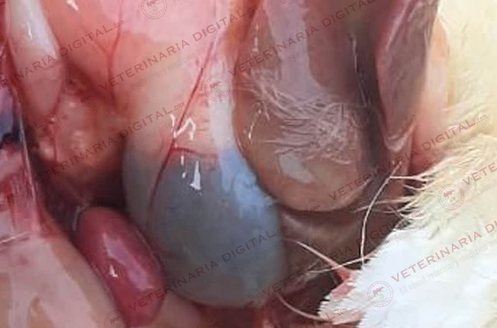Toxicity lesions in broilers