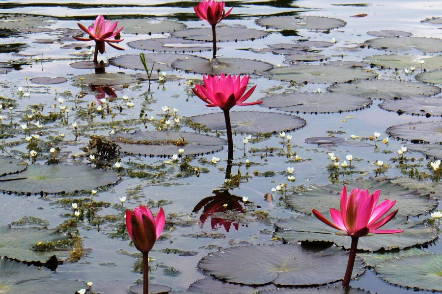 Lotus and water lilies