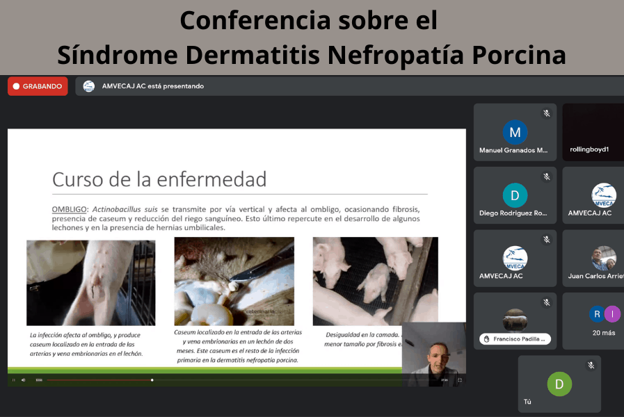 Conferencia sobre el Síndrome Dermatitis Nefropatía Porcina en AMVECAJ