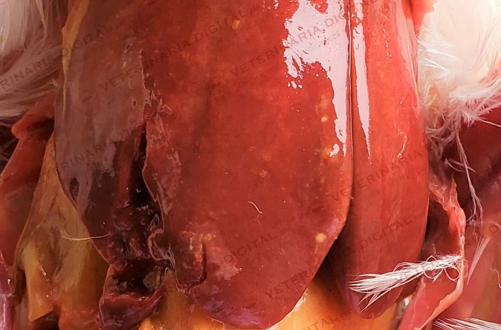 Avian hepatic shigellosis