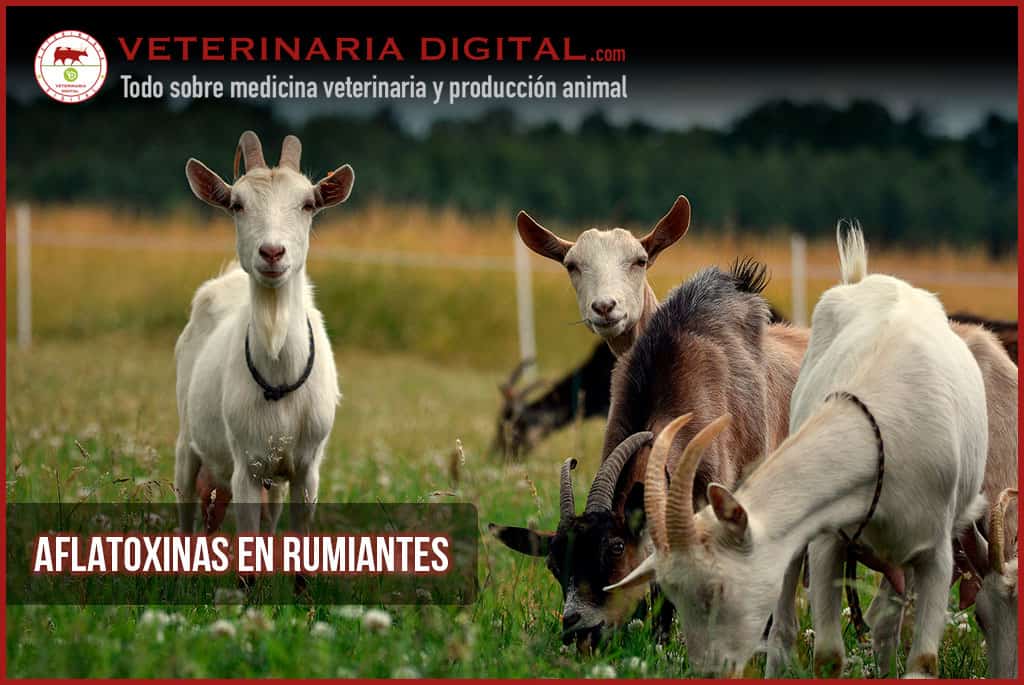 Aflatoxinas en Rumiantes: ¿Qué efectos tienen?