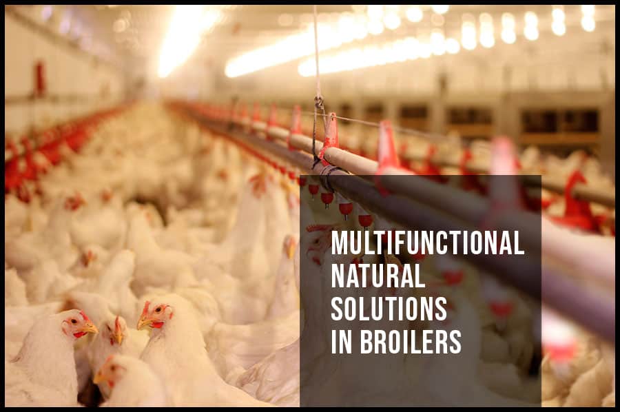 Multifunctional natural solutions in broilers (productive performance and carcass quality)