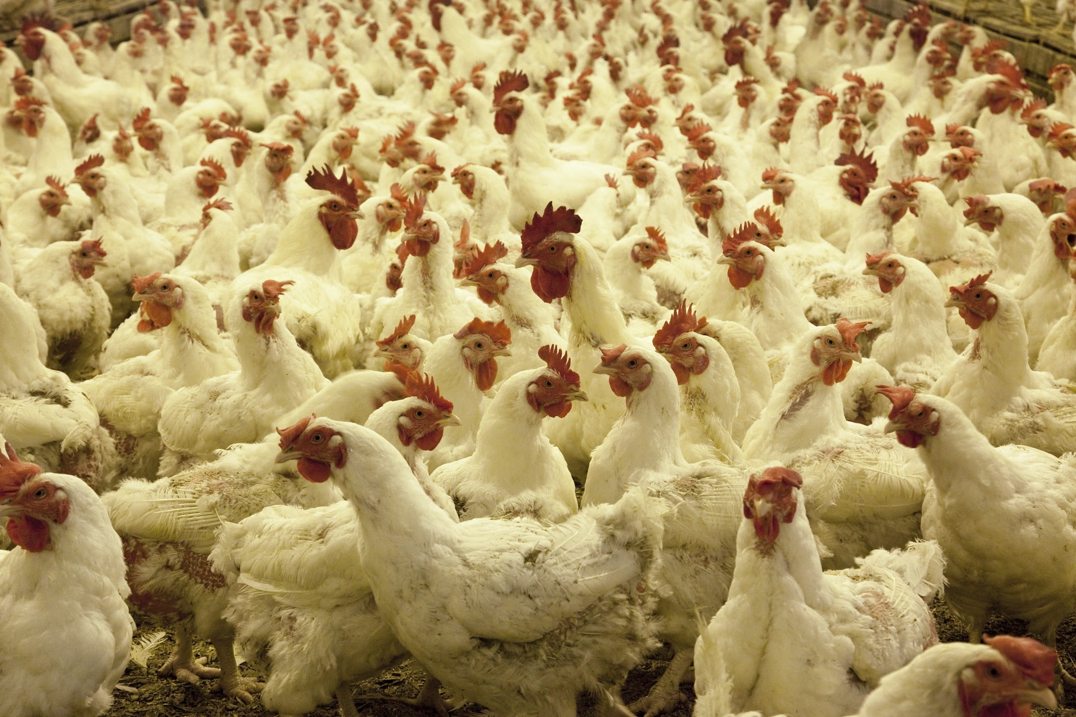 The ANAVIP XXXII National Poultry Congress