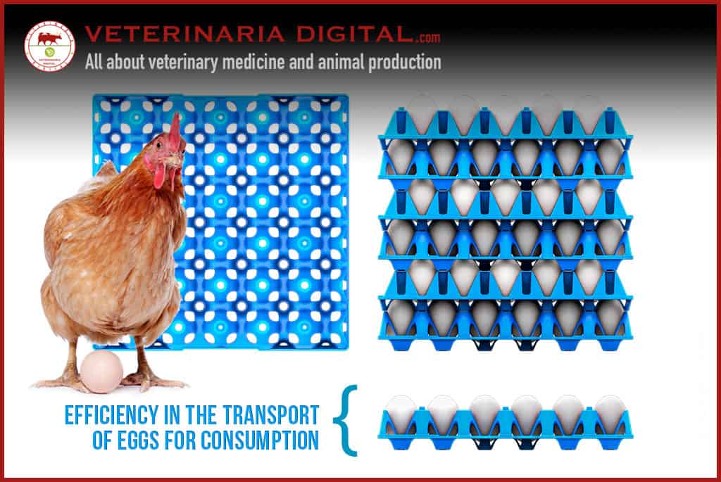 Efficiency in the consumption egg transport: key strategies