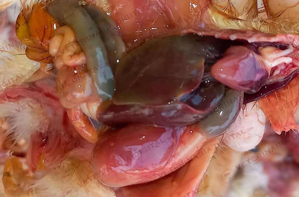 Infección por Pseudomonas en broiler