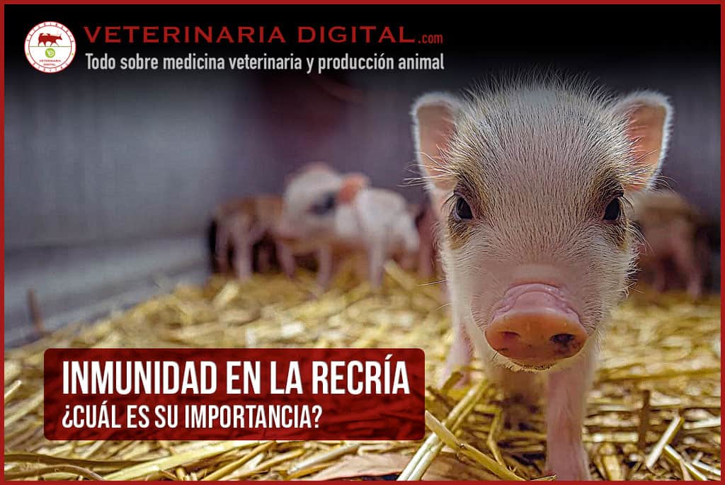 Inmunidad en la recría: ¿Cuál es su importancia?