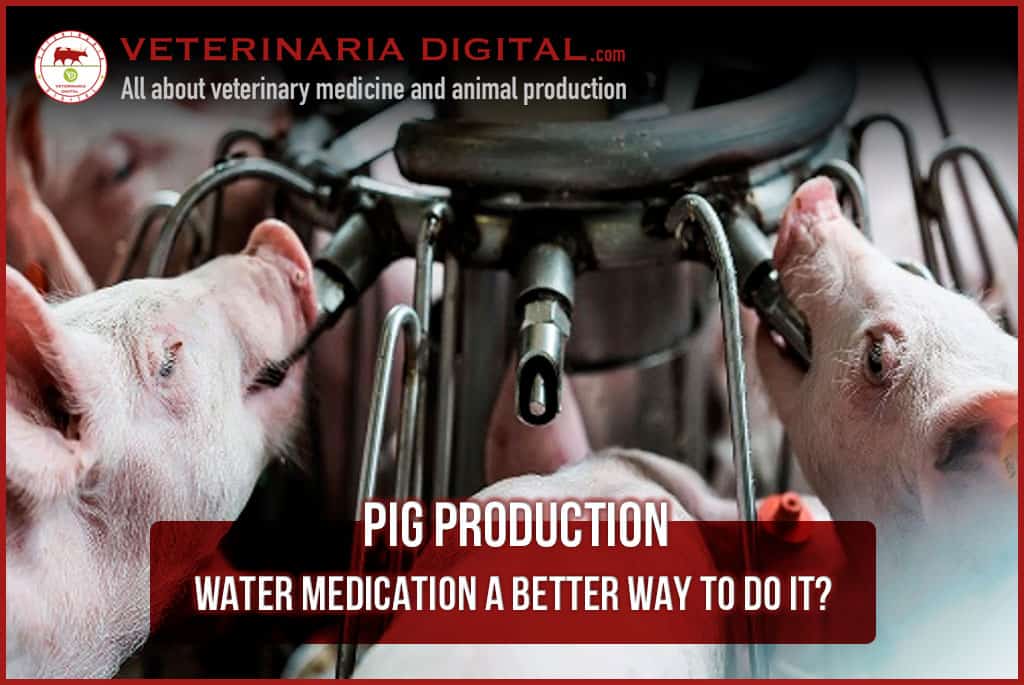 Water medication a better way to do it? – Pig production