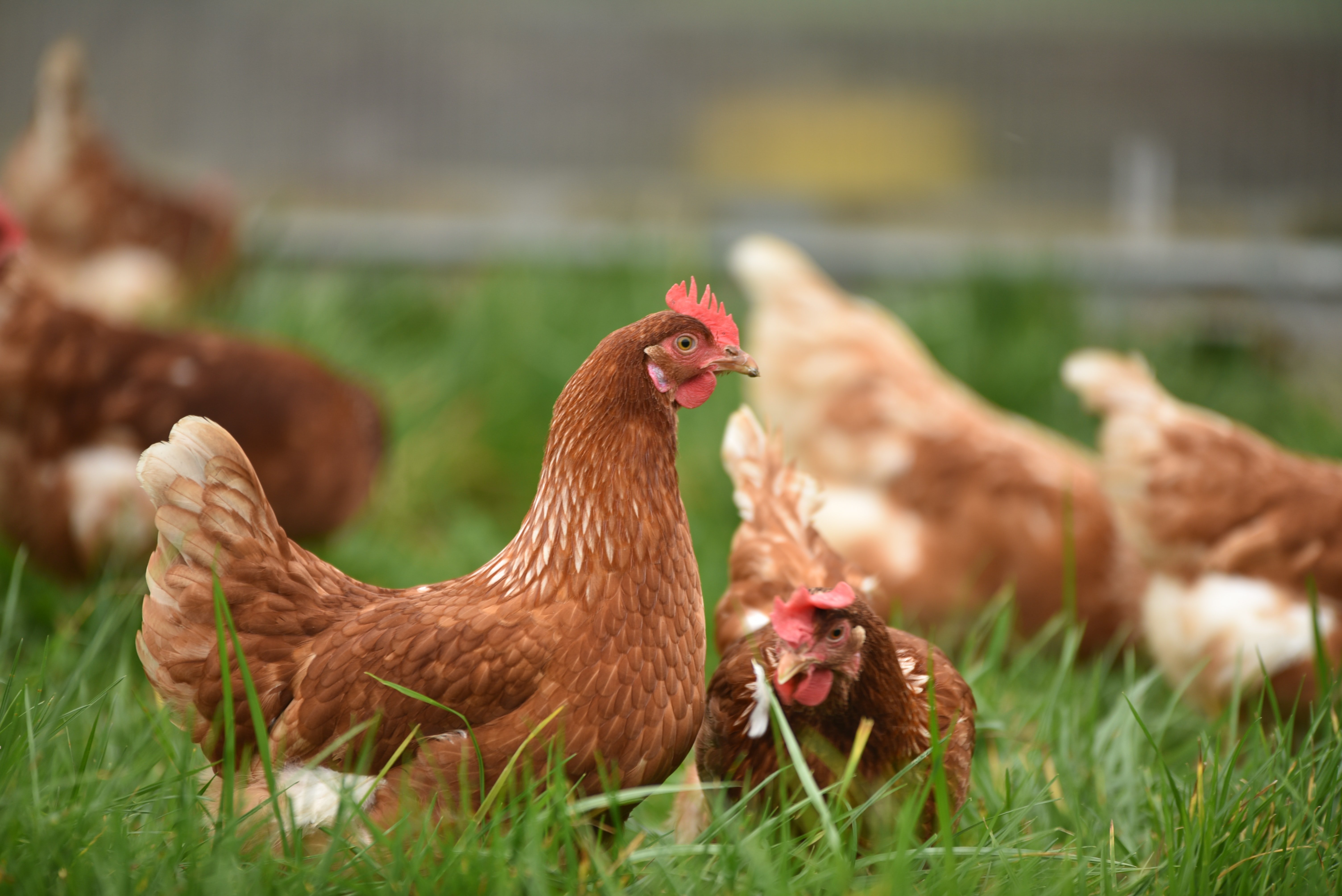 Use of phenylalanine in animal feed