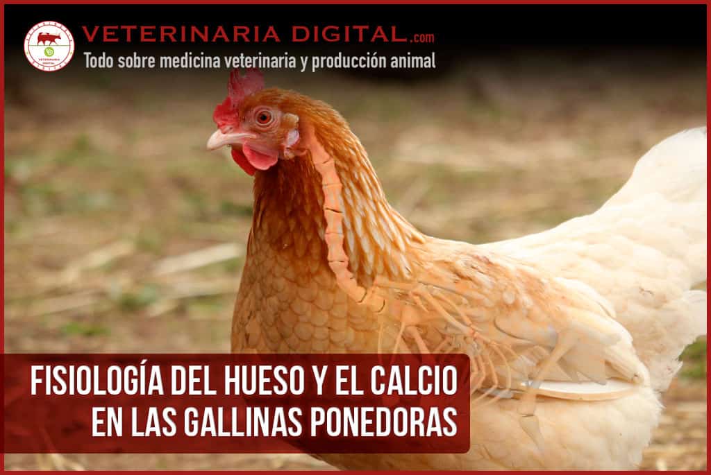 Fisiología del hueso y el calcio en las gallinas ponedoras