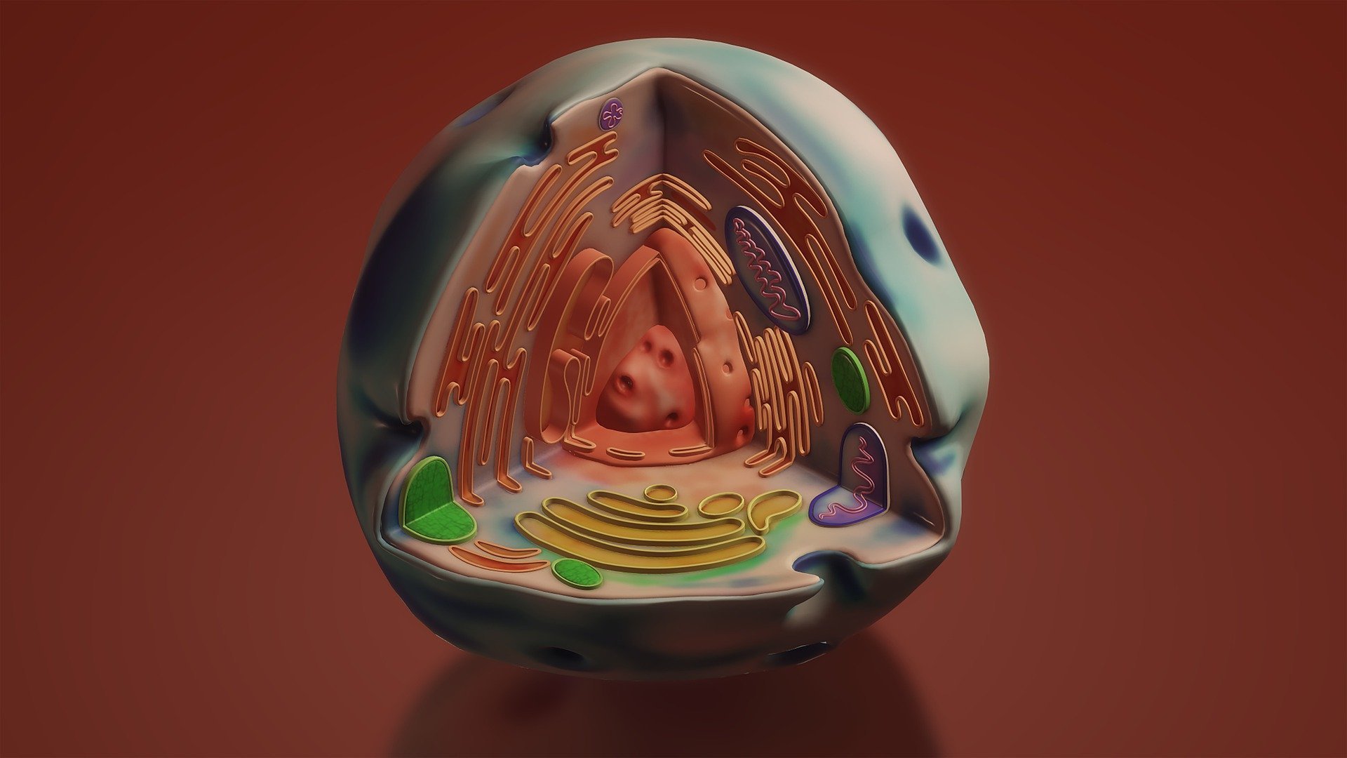 The formation of natural ribosomes and synthetic ribosomes. Science blog 124