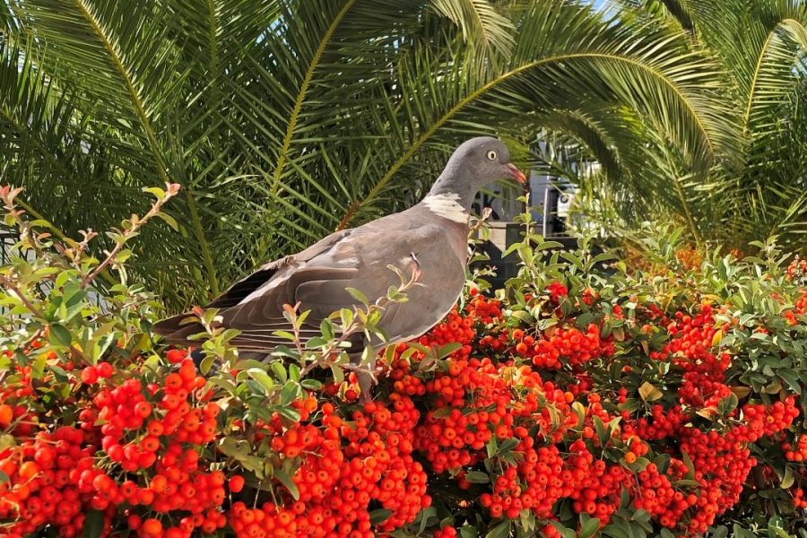 Pigeon and piracanta