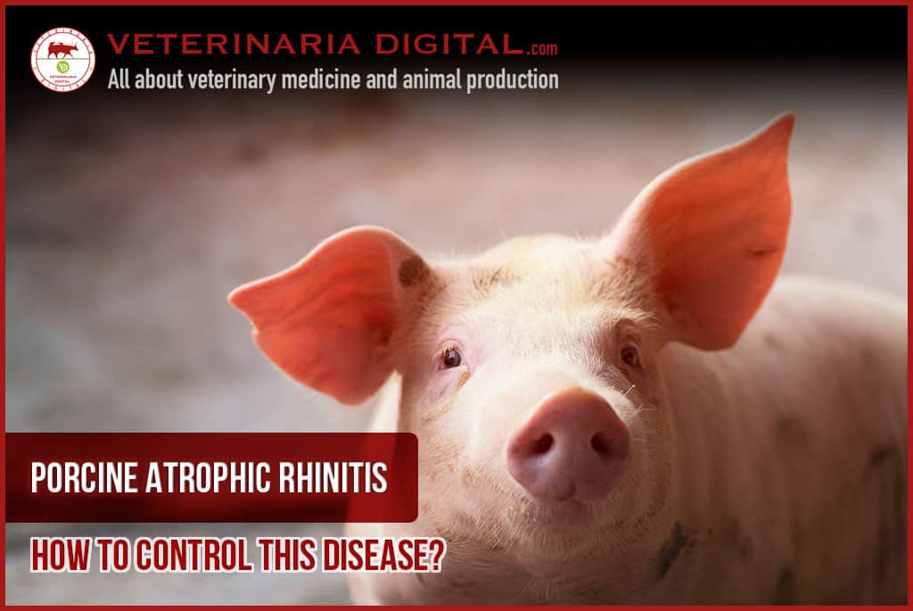 Porcine atrophic rhinitis: How to control this disease?