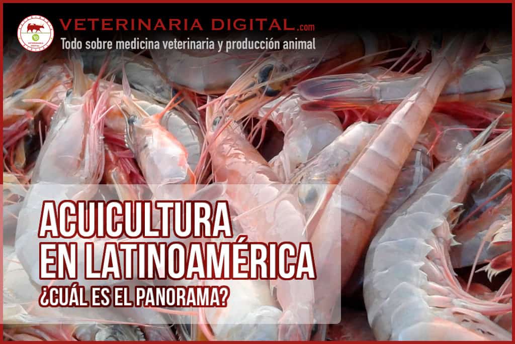 Acuicultura en Latinoamérica: ¿Cuál es el panorama?