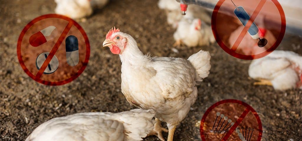 Antibiotic leave residues in animal products
